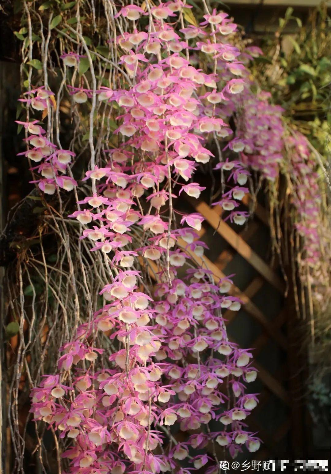 28种耐阴花，没光也能开爆盆，养在家里超有范儿