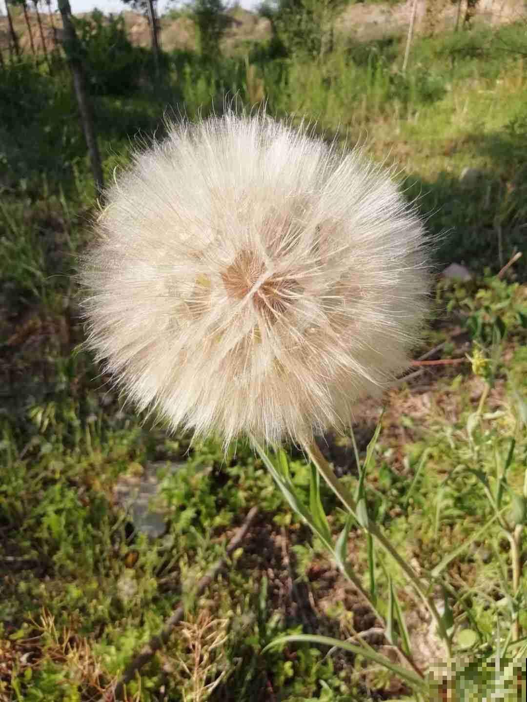 “大号蒲公英”超可爱,越养越好看,年年都能发新芽 “大号蒲公英”超可爱,越养越好看,年年都能发新芽