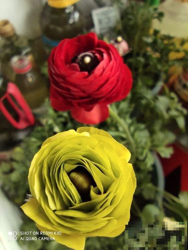 一种花被称作“小牡丹”,叶子像芹菜,4、5月开得正盛 一种花被称作“小牡丹”,叶子像芹菜,4、5月开得正盛