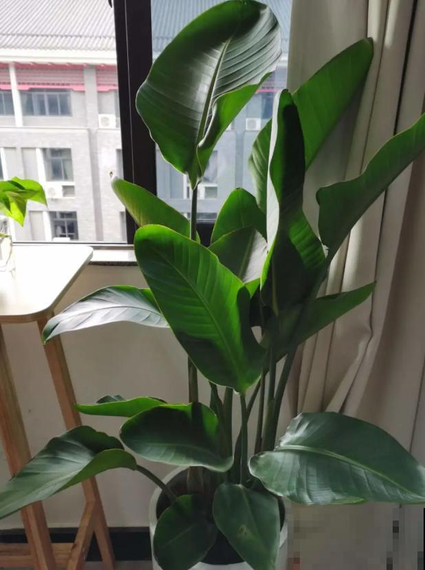 10种花越高越值钱,能长到2米,大高个霸气镇宅! 10种花越高越值钱,能长到2米,大高个霸气镇宅!