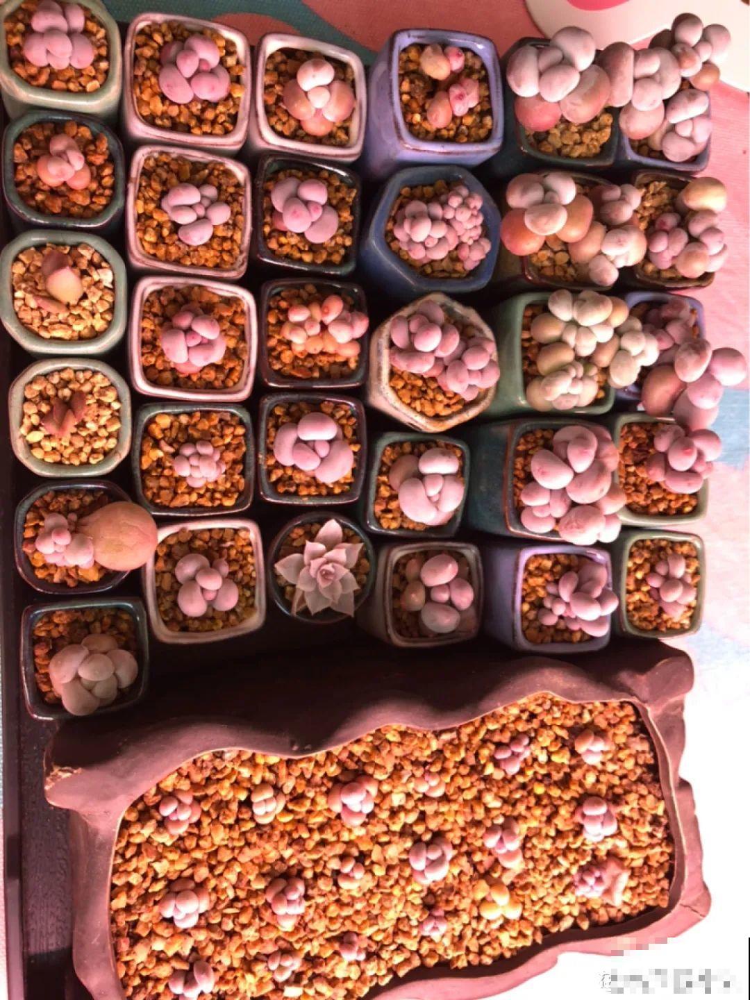 室内养多肉,也能养出水晶果冻色,任谁看到都说好 室内养多肉,也能养出水晶果冻色,任谁看到都说好