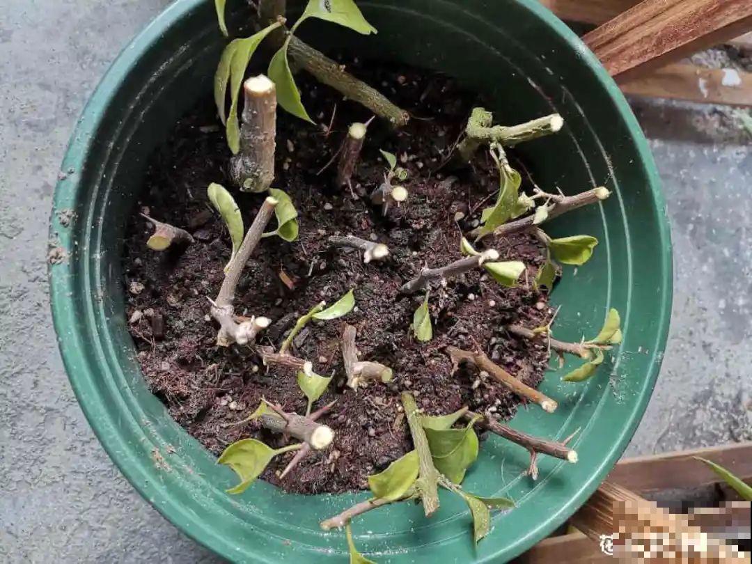 7种“落地生根”花,春天多插几棵,成活率特别高 7种“落地生根”花,春天多插几棵,成活率特别高