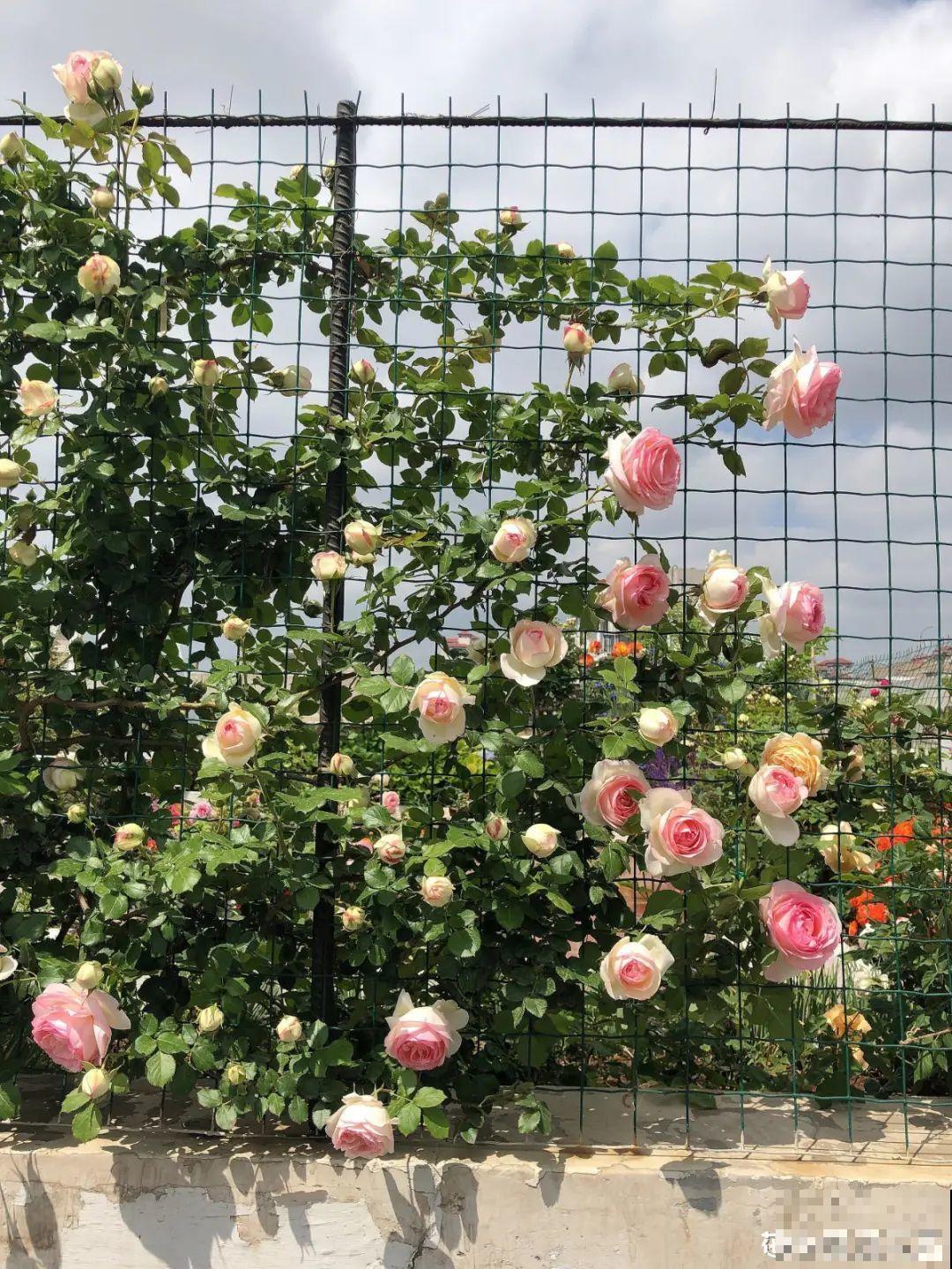 一棵旱金莲,开花又多又没,1年就能长成花墙! 一棵旱金莲,开花又多又没,1年就能长成花墙!