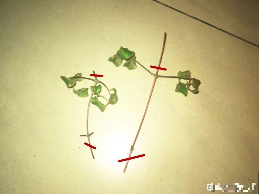 11种常见花，现在扦插，成活率特高