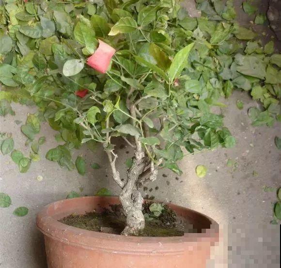 三角梅长不好?赶紧给它摘叶子,摘得越干净,长得越好 三角梅长不好?赶紧给它摘叶子,摘得越干净,长得越好