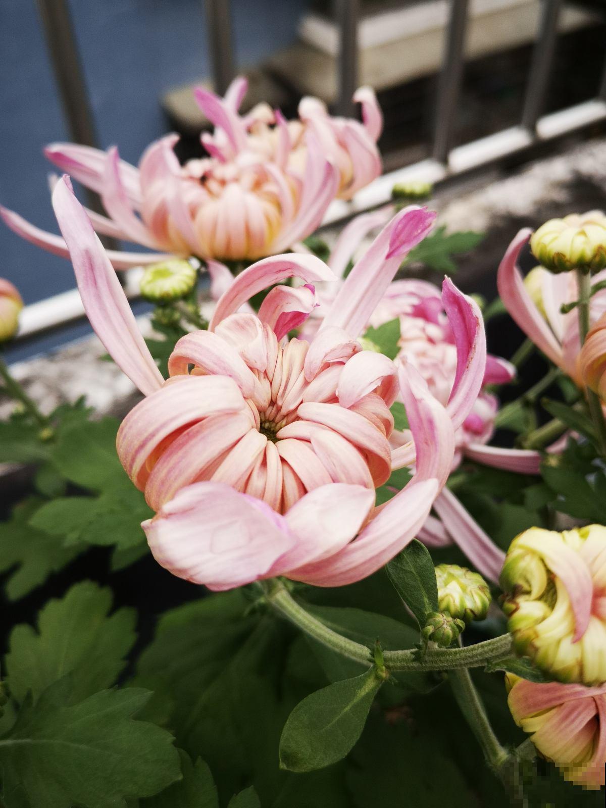 从古至今，关于养花人的称呼真不少，你喜欢哪个?