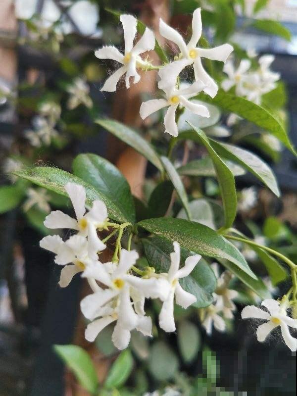 邻居种的风车茉莉,直接长到我家来,天天赏花特开心 邻居种的风车茉莉,直接长到我家来,天天赏花特开心