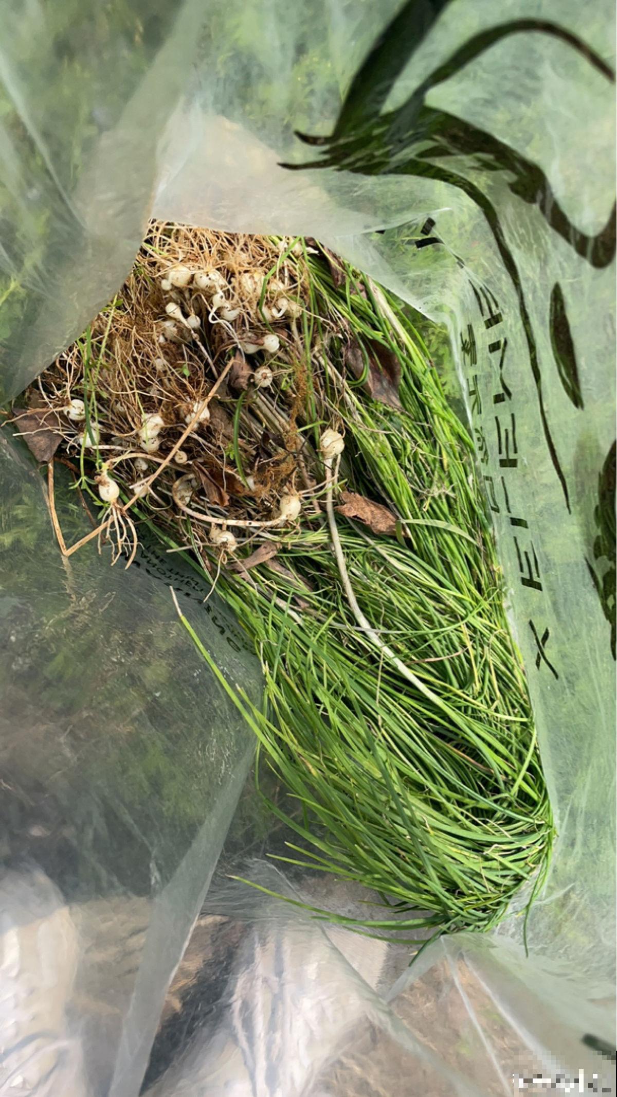 5月初长势超旺的野菜，山上溜达一圈，能摘好几袋子