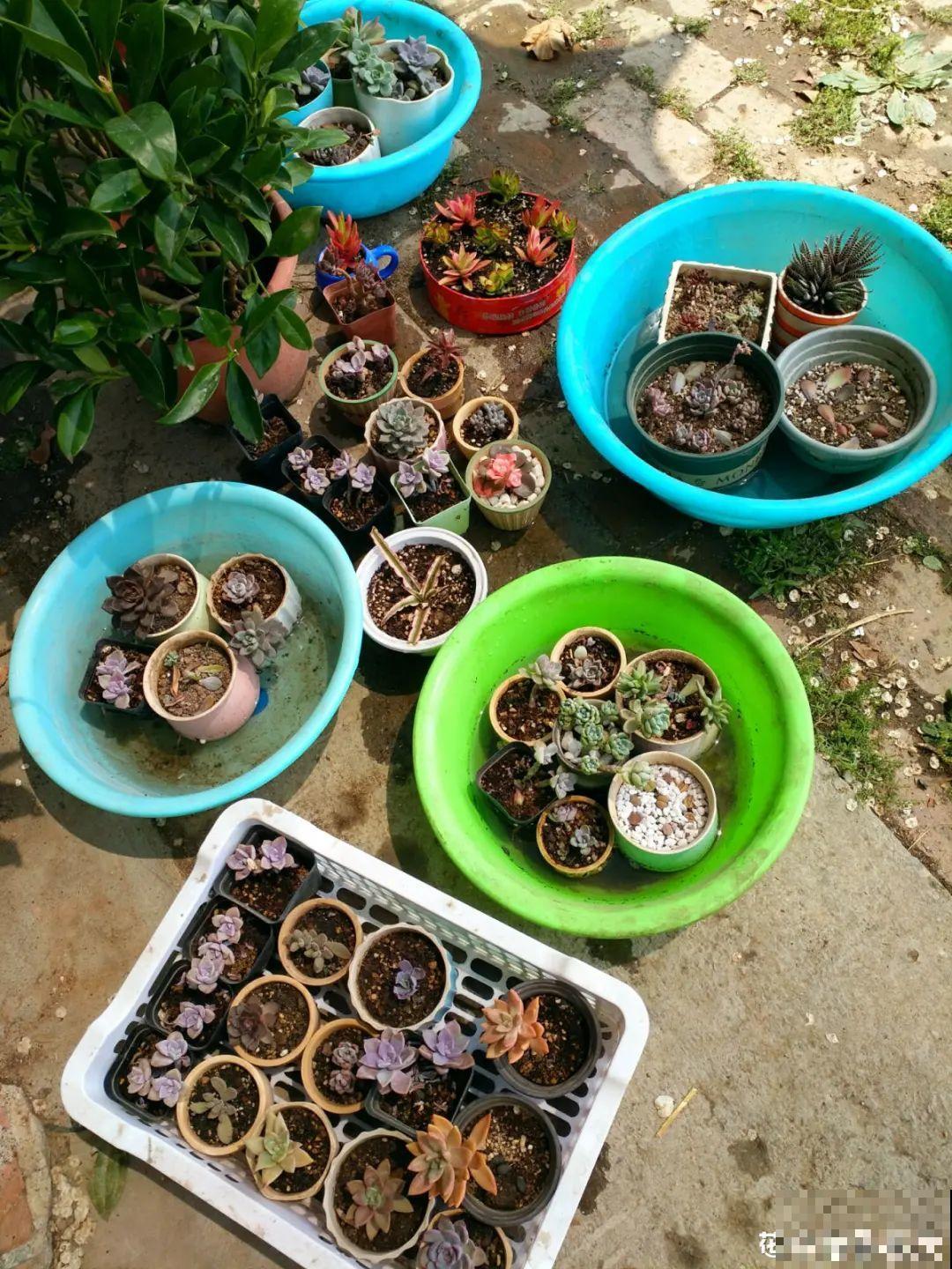 4月是养多肉的黄金期,浇水、施肥···都有窍门,现在知道还不晚 4月是养多肉的黄金期,浇水、施肥···都有窍门,现在知道还不晚