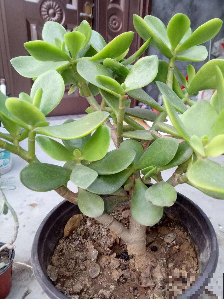 家里养盆招财多肉，颜色鲜艳喜庆，越养越喜欢