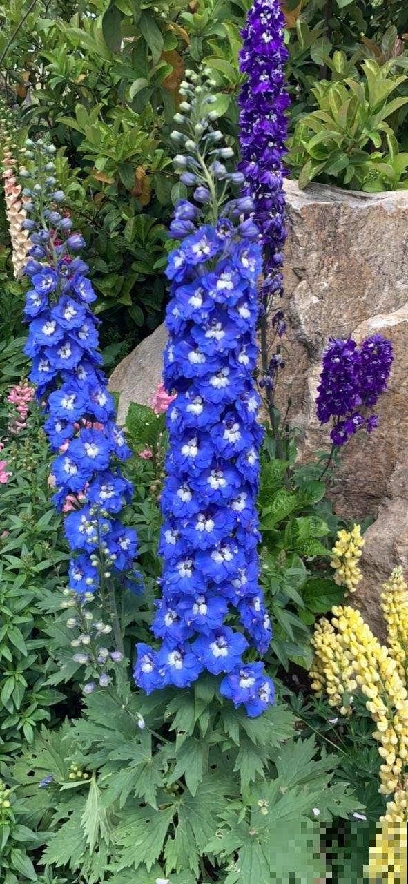 院子里撒一把种子,只需种一年,以后年年开花 院子里撒一把种子,只需种一年,以后年年开花