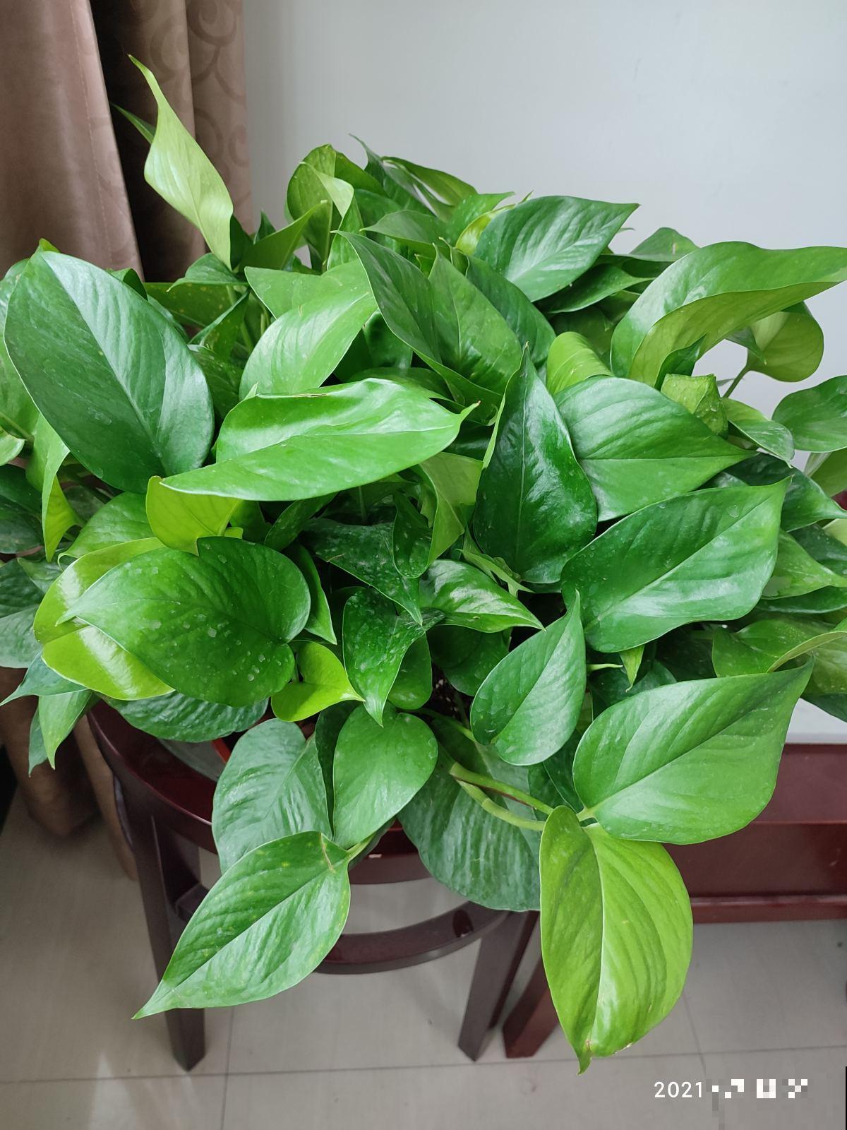 给花浇点“酸酸水”，花长得特旺盛，呼呼开爆