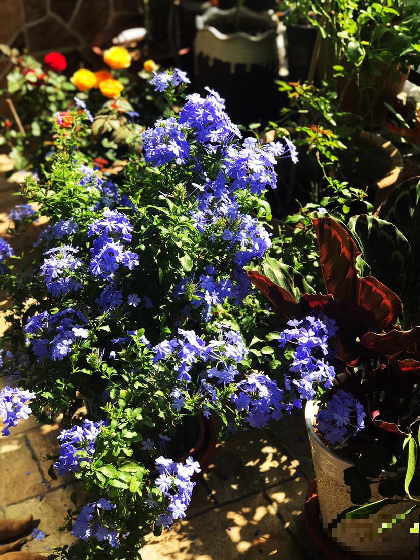 家里养的2种花，一年四季不招虫，干净好养开花多