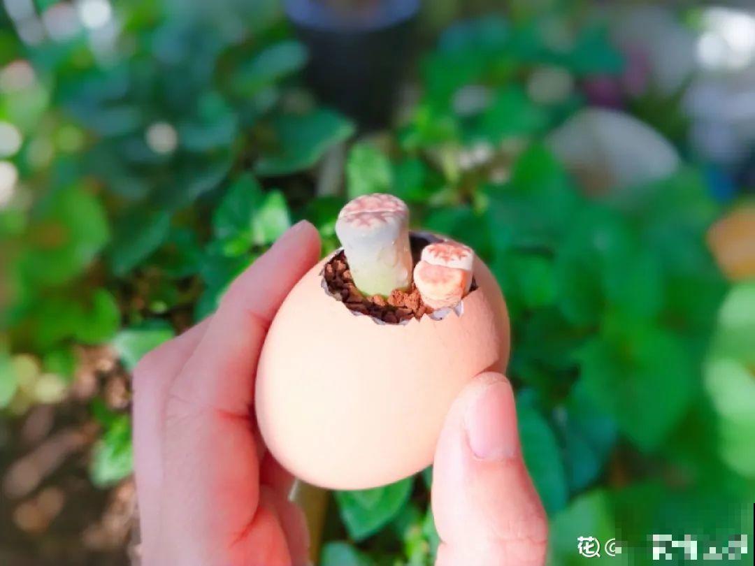 蛋壳里养多肉,长成老桩超好看,还能废物利用 蛋壳里养多肉,长成老桩超好看,还能废物利用