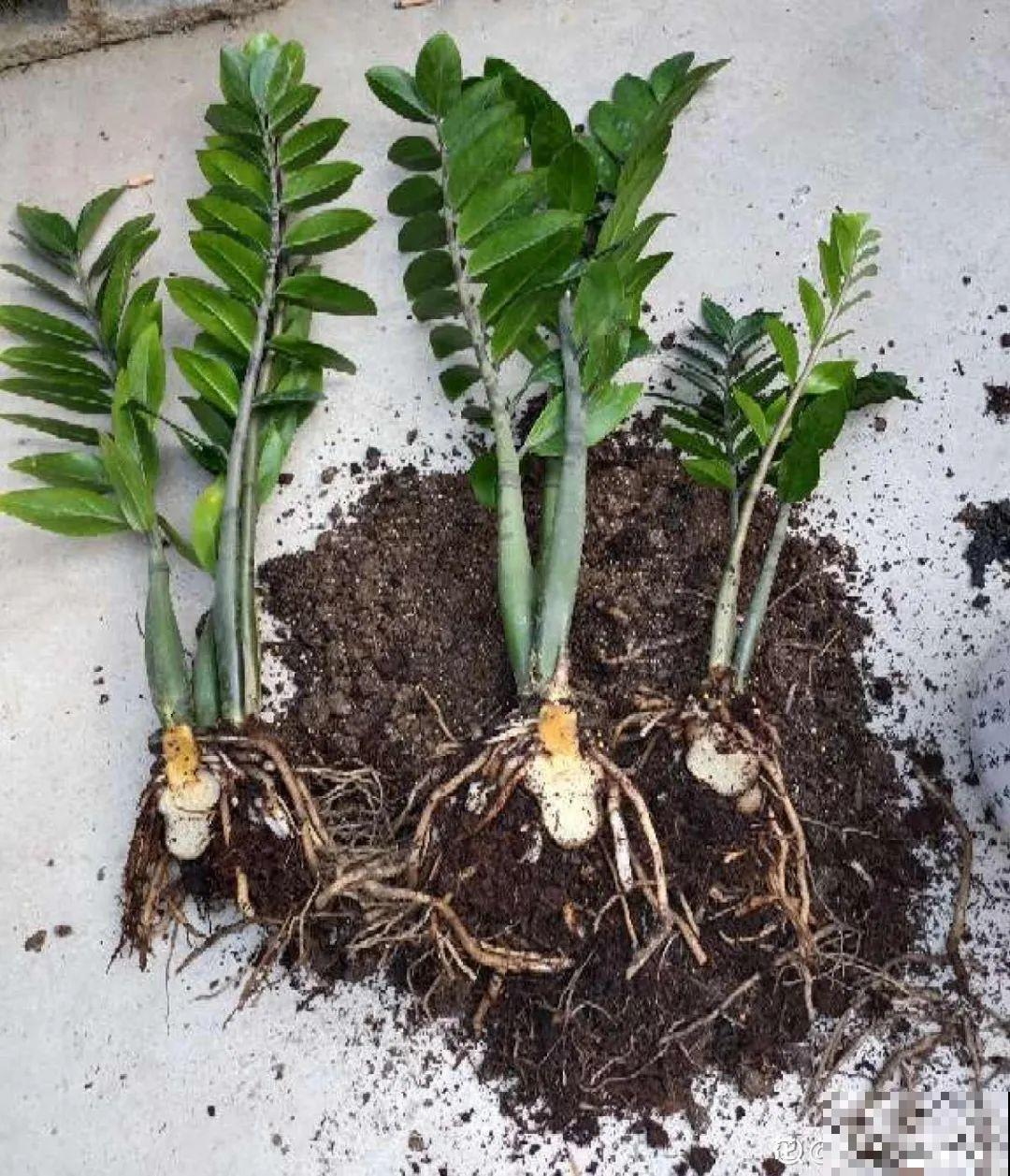 9种花是富贵命,必须大盆养,小盆养会憋死 9种花是富贵命,必须大盆养,小盆养会憋死