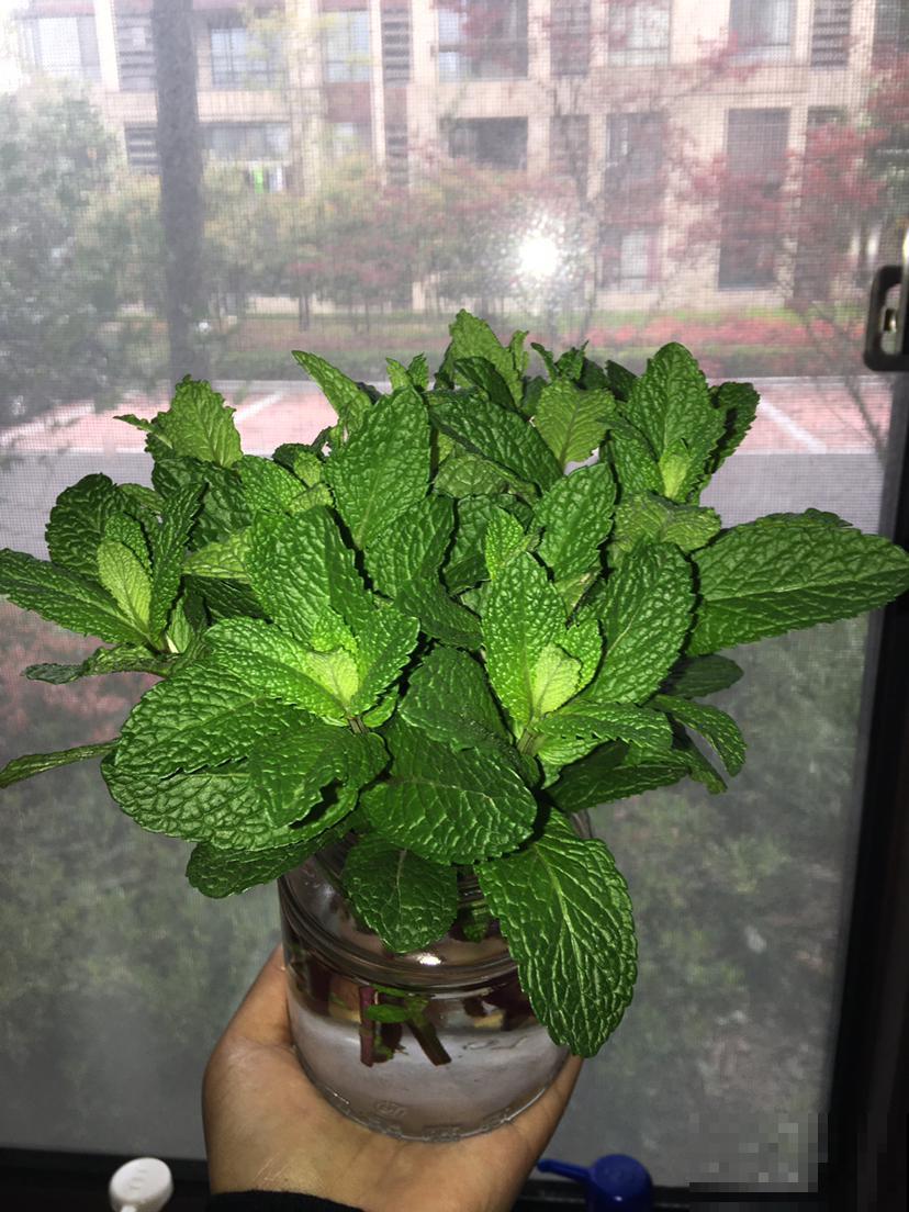 薄荷不用买，扦插就能活，很快又能长一盆！