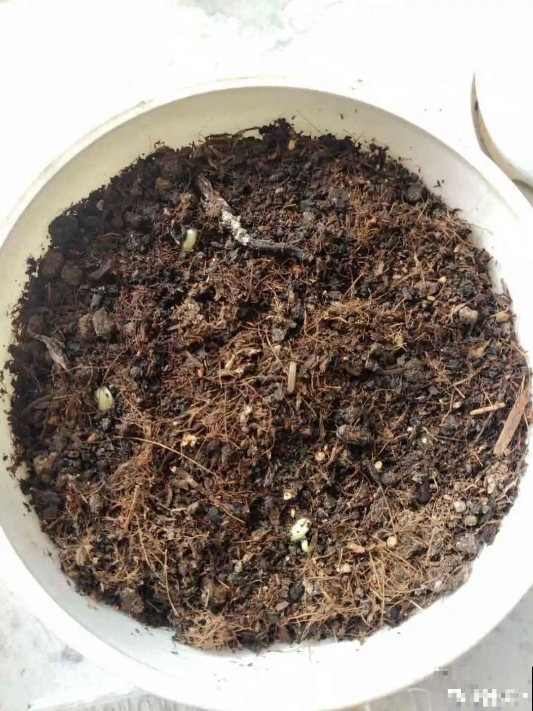 玉米棒子插水里，比绿植长得快，长成清新小盆栽