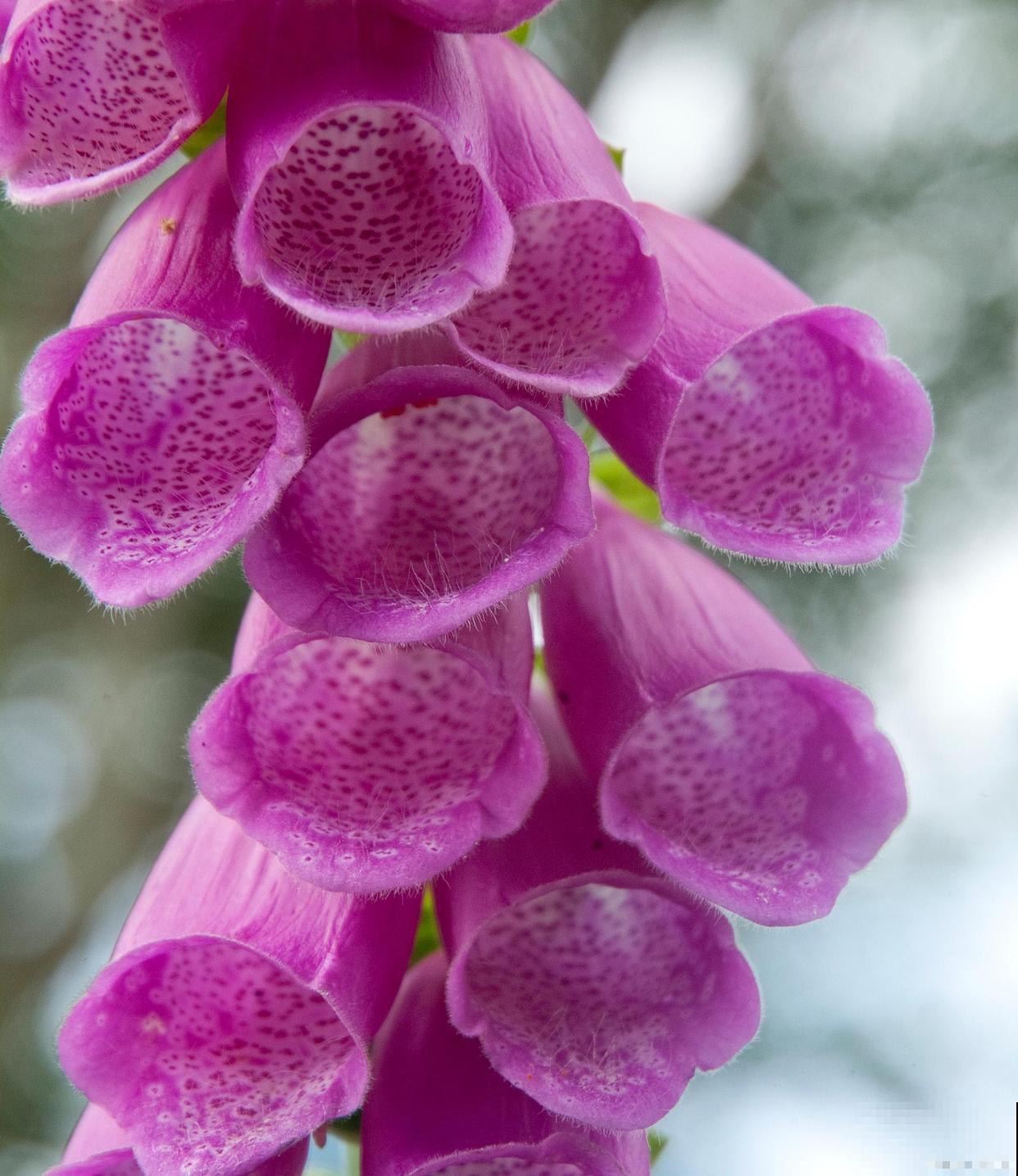 如果我有院子，一定种这3种花，天天有花赏！