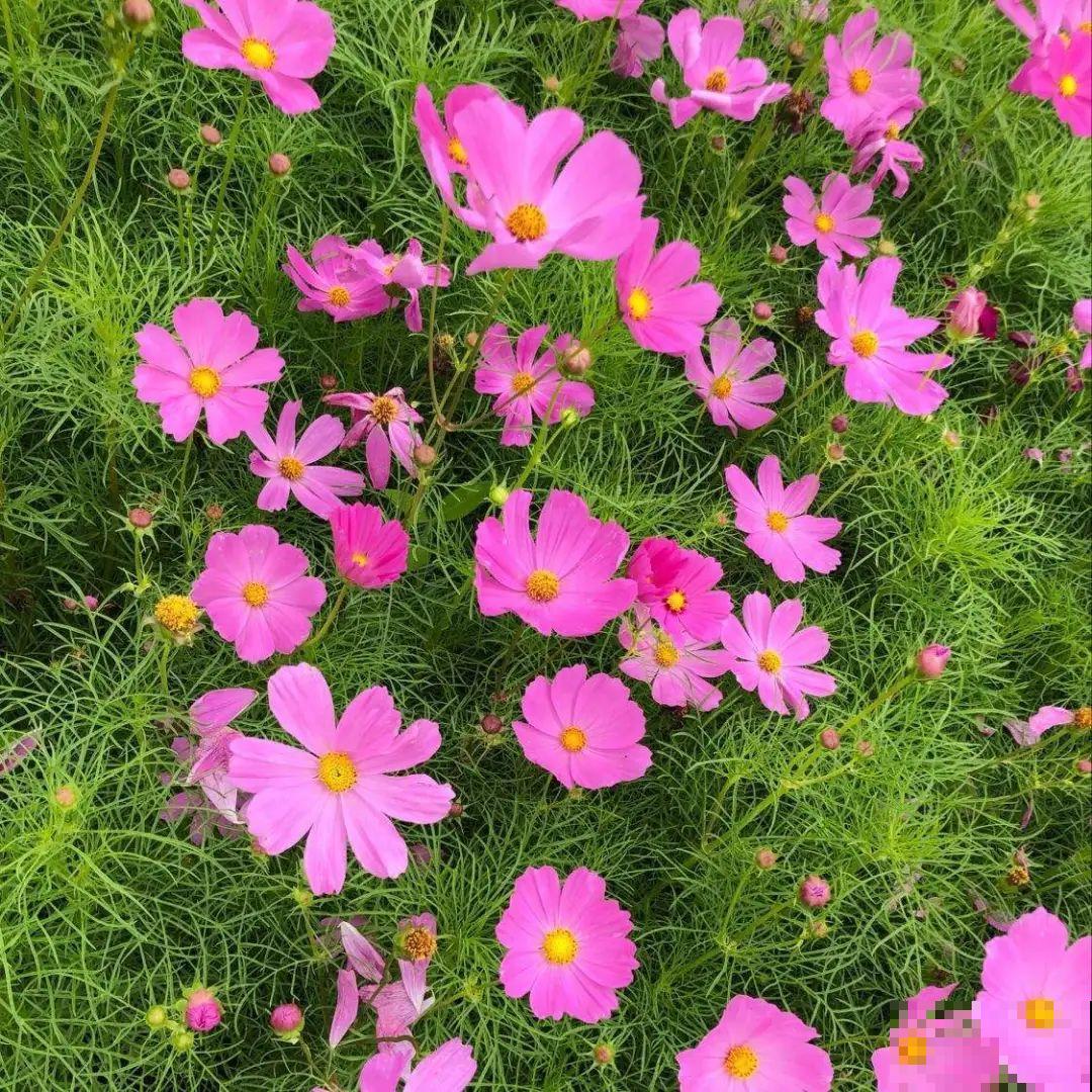 家里养盆“省心”花,自己开花自己结种,不用再买花种了 家里养盆“省心”花,自己开花自己结种,不用再买花种了