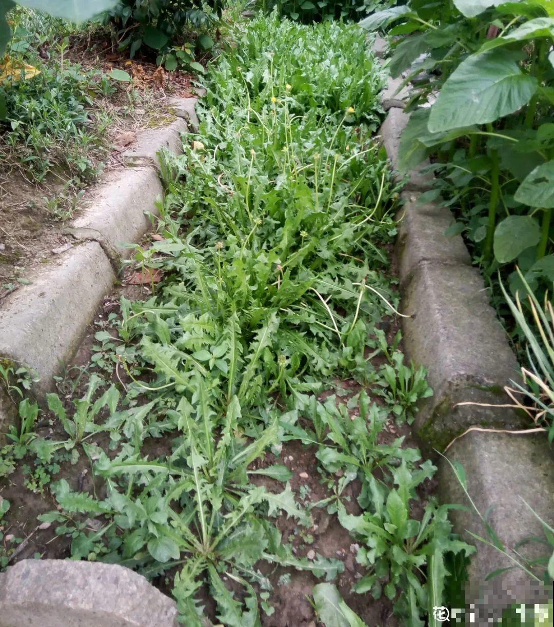 超好看的小野花，春天野外一大片，挖几棵回家还能泡茶