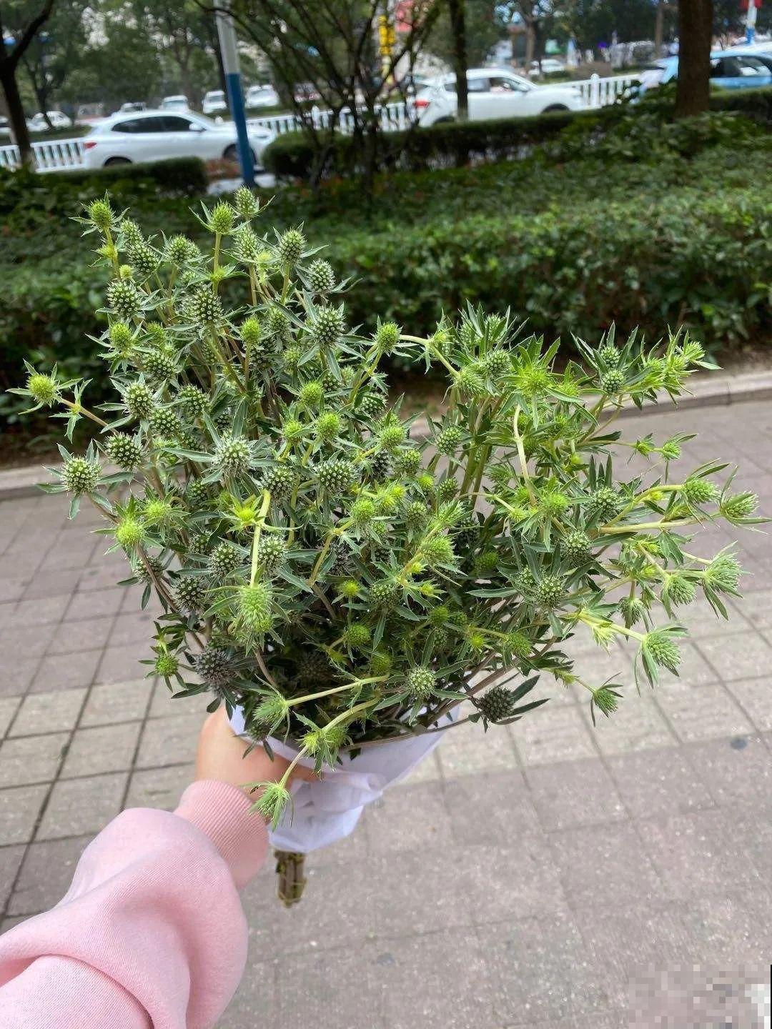 入侵植物太可怕，周围的草全被缠死，谨慎养护