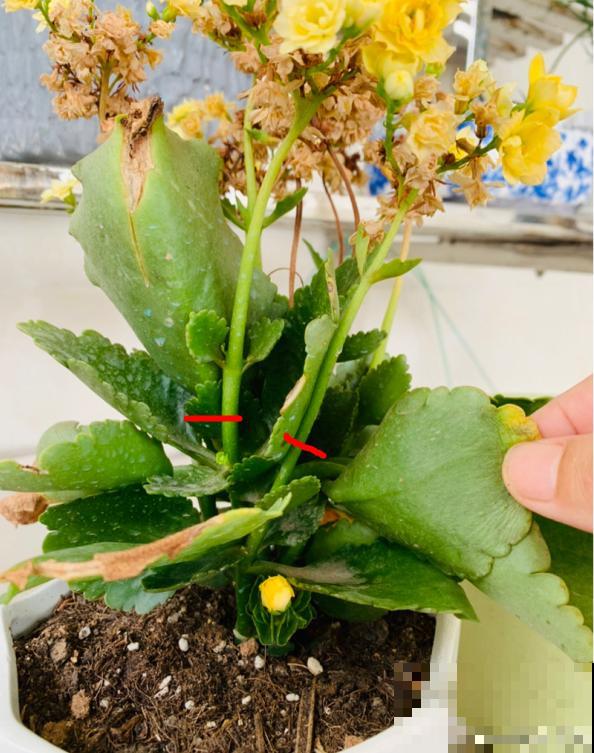 花开完了,别急着扔,好好养还能活几十年 花开完了,别急着扔,好好养还能活几十年