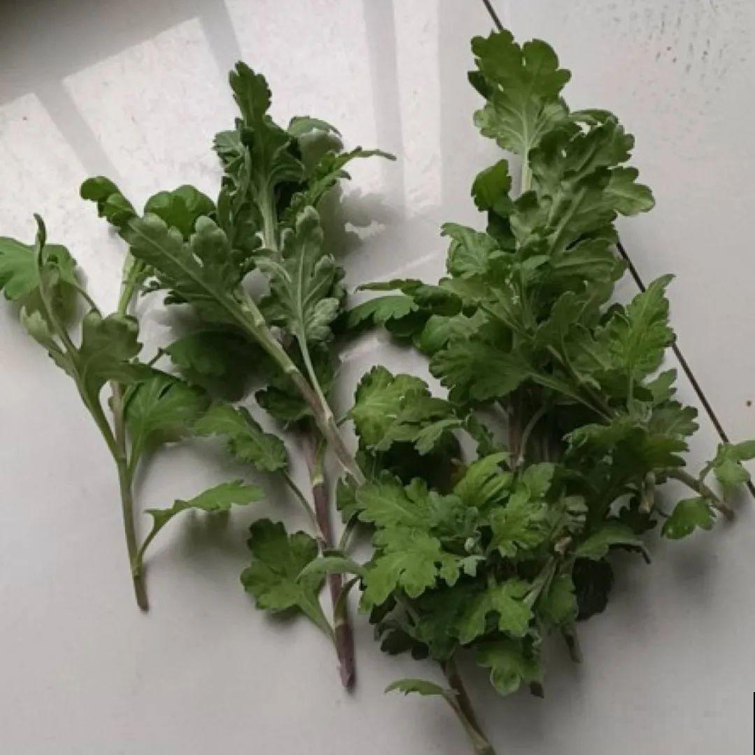 8种花赶紧剃头，剃得越狠，开花越多