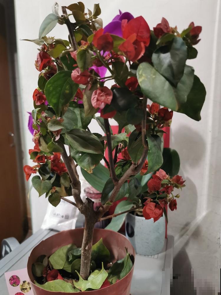 9层楼高的三角梅，足足养了28年，不得不服！