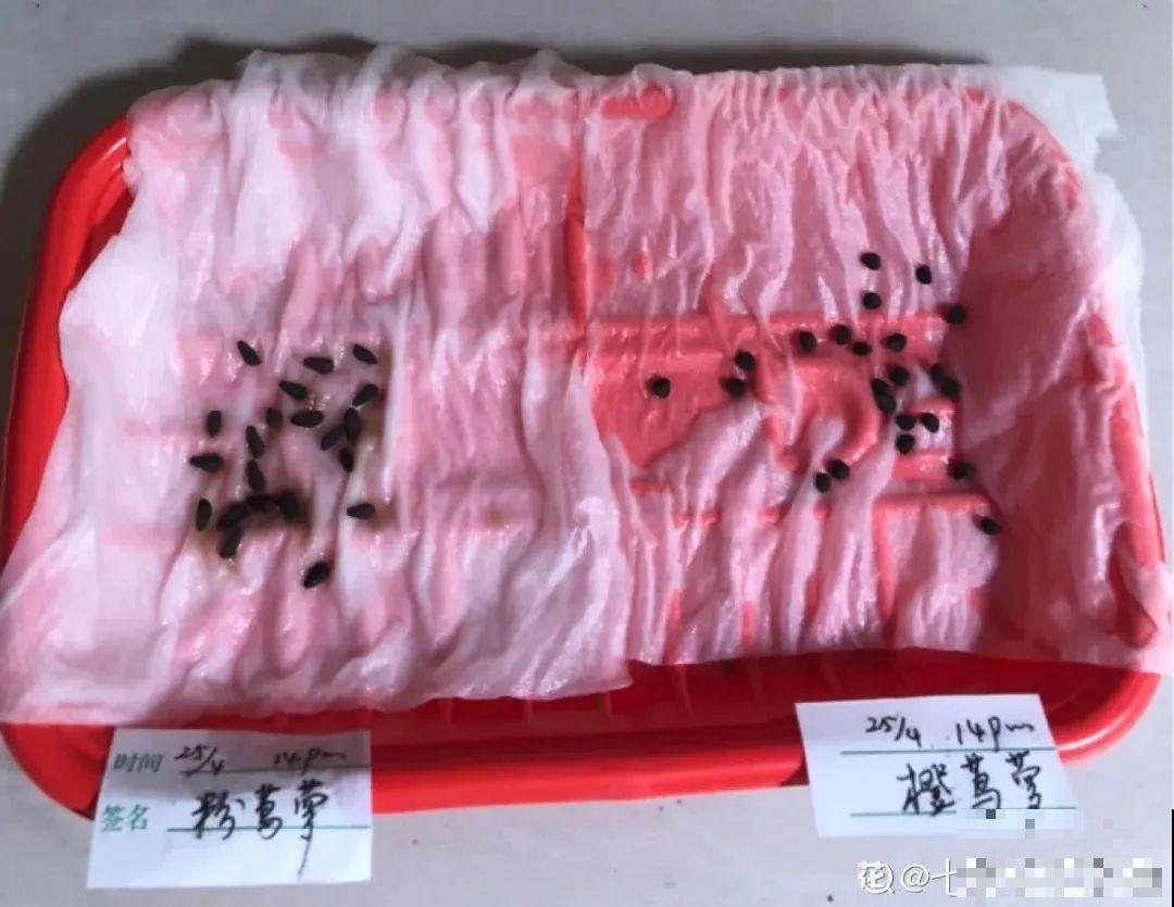 晒不死、热不死的花,越晒花越多,越热长越快 晒不死、热不死的花,越晒花越多,越热长越快