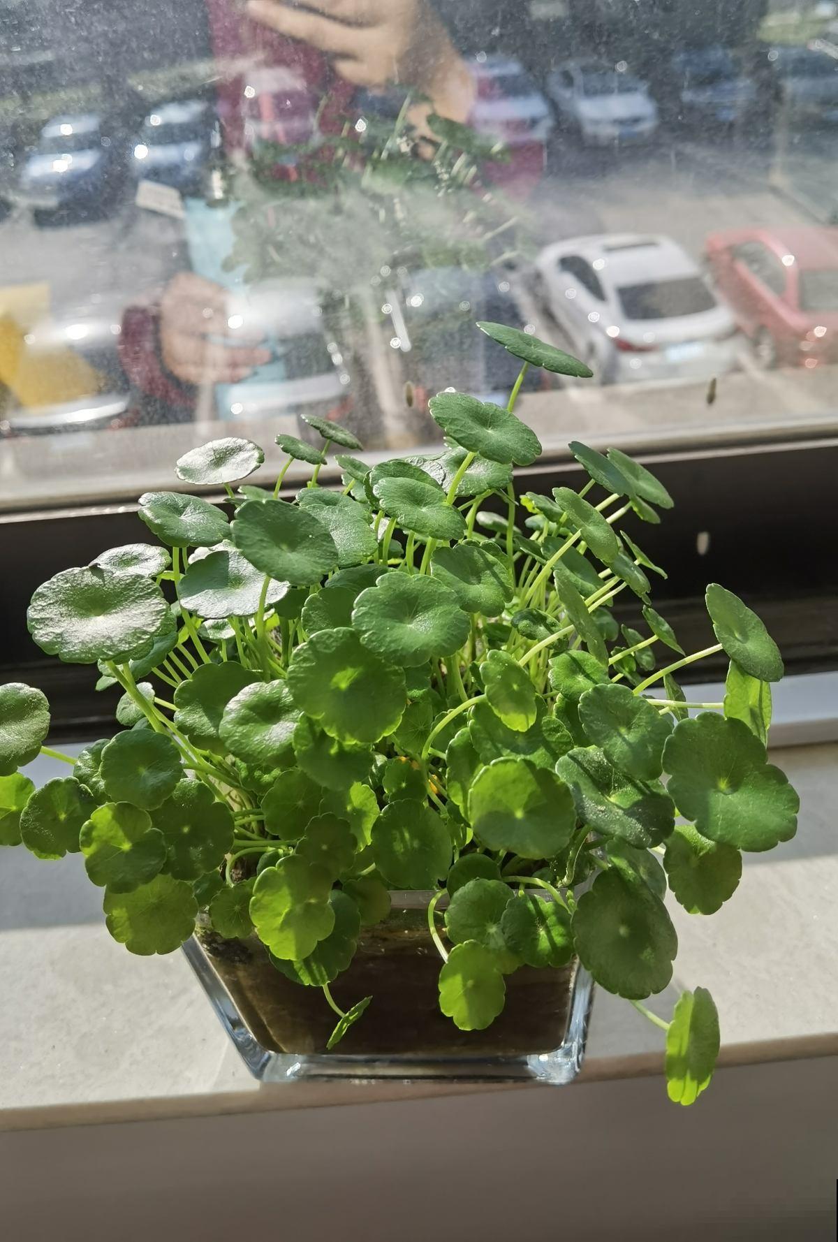 铜钱草剪一刀，懒腰剪秃，一周小芽就密密麻麻