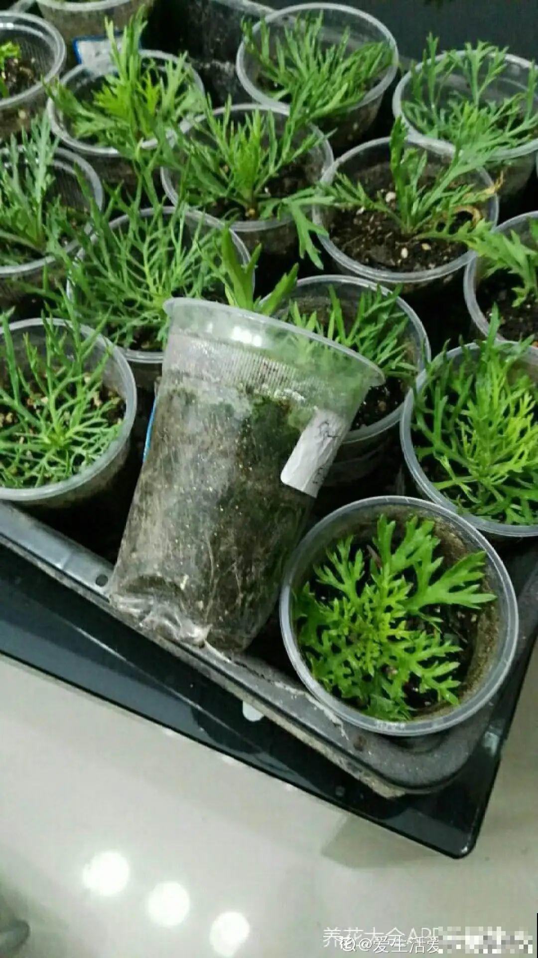 11种常见花，现在扦插，成活率特高