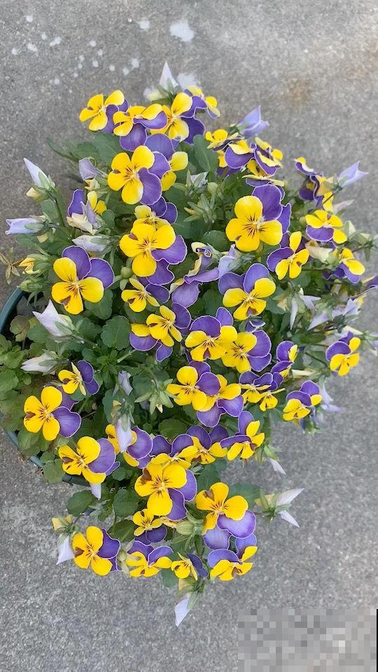 春天的花怎么拍都美,尤其是牡丹,雍容华贵让人一眼爱上 春天的花怎么拍都美,尤其是牡丹,雍容华贵让人一眼爱上