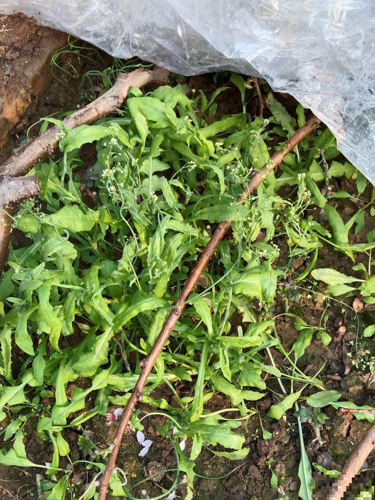 这些“草”其实是野菜，长路边没人要，超市争着买！