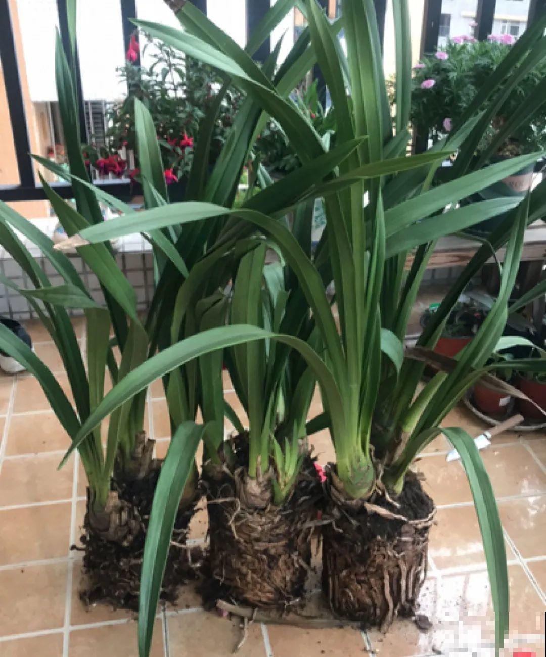 春天逛花市，过季花现在不能买，白花钱活不久