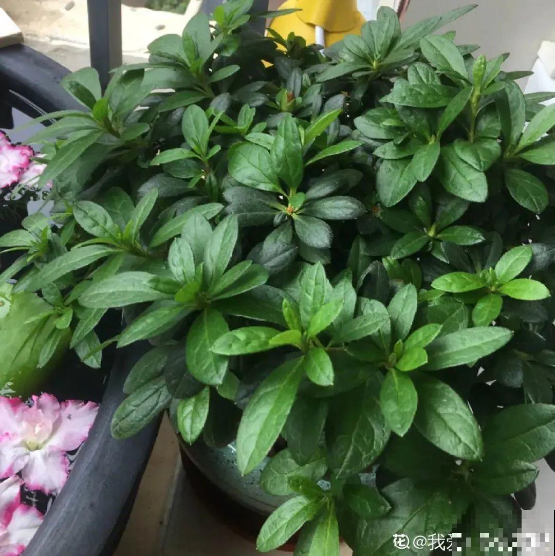 夏天怕晒的花,赶紧搬到阴凉地儿,再晒成枯杆了 夏天怕晒的花,赶紧搬到阴凉地儿,再晒成枯杆了