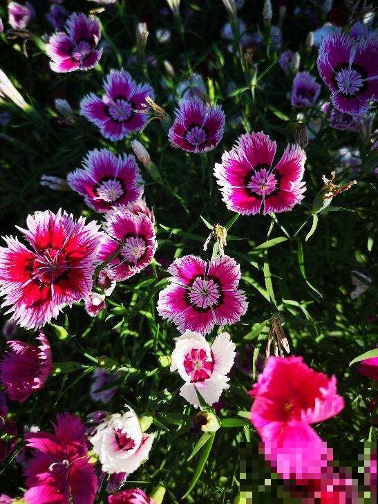 耐热耐旱的石竹花，春天开得正旺盛，现在养很合适