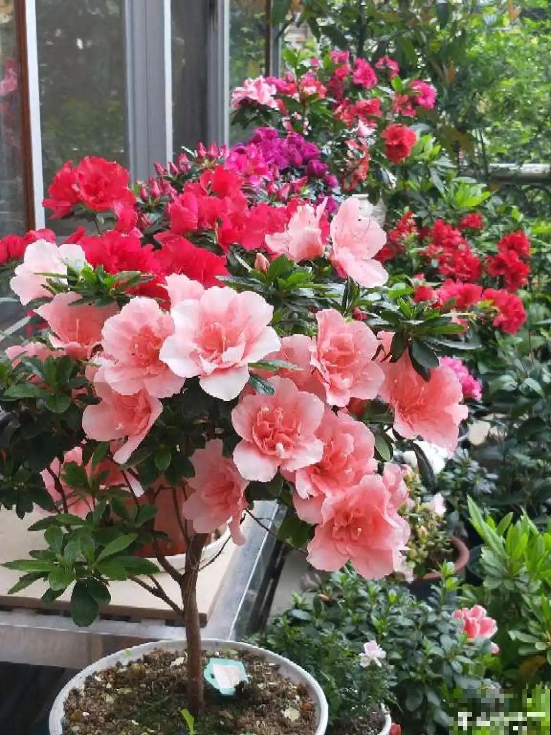 升温后，5种花别乱晒，一晒就叶子就黄了