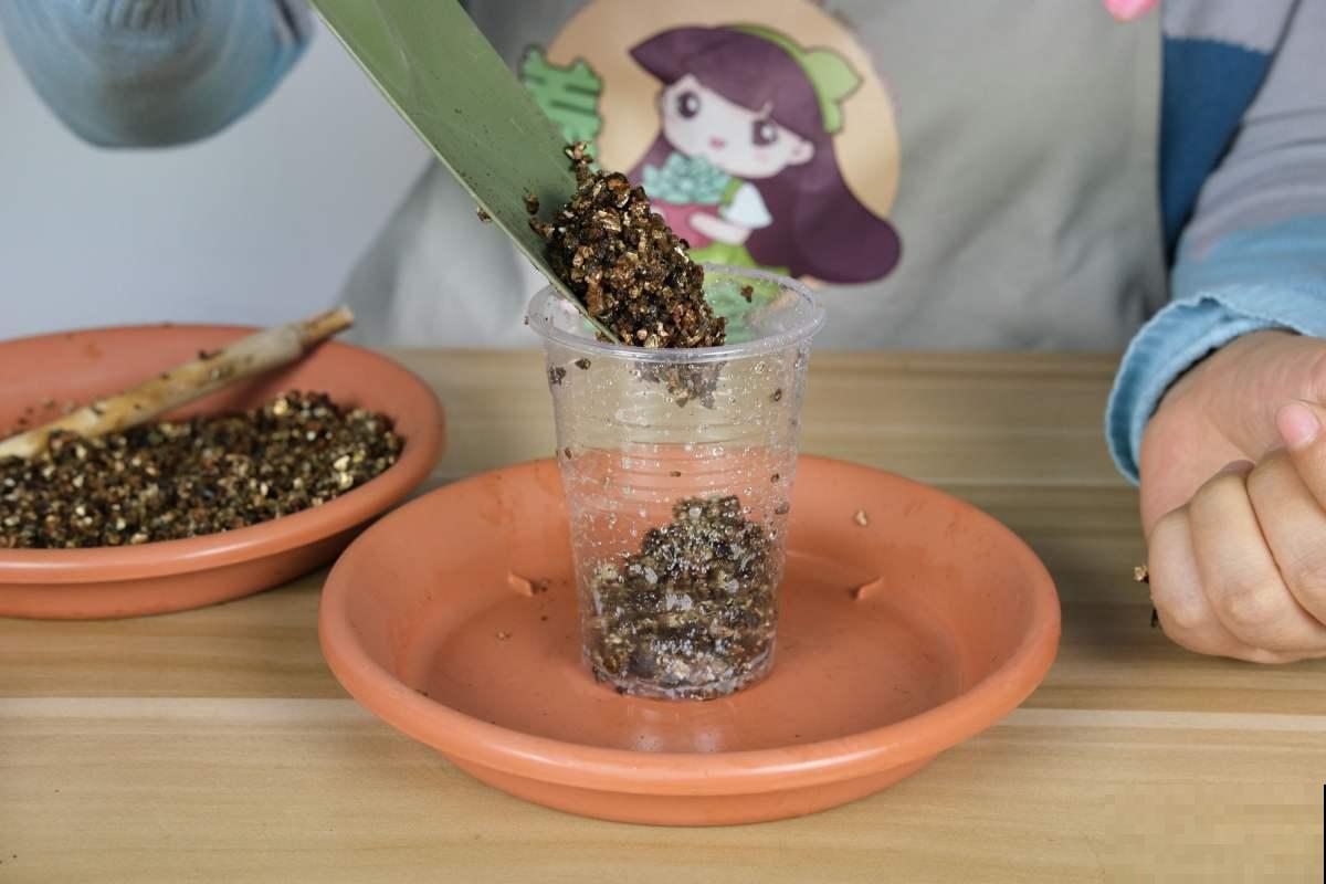 这些常见物，捡几个塞进花盆，花草从此不烂根！