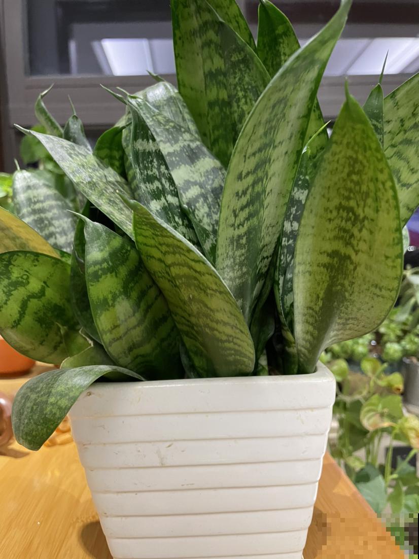 虎皮兰扦插，剪成小段晾一晾，插土里面一周就能活！