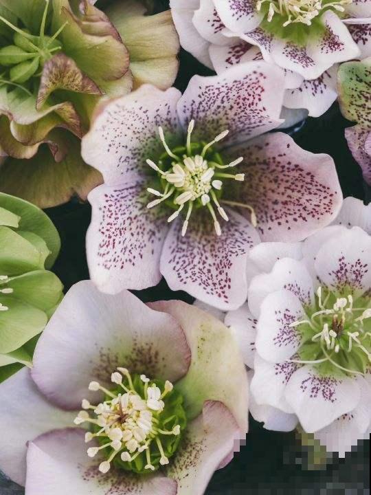 铁筷子非常小众，耐阴又耐寒，养护方法一定要掌握好！