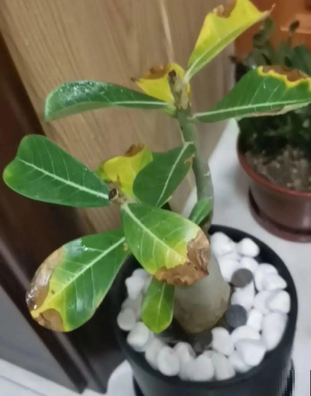 植物长了个大肚子，超级耐旱，一个月不浇水也死不了