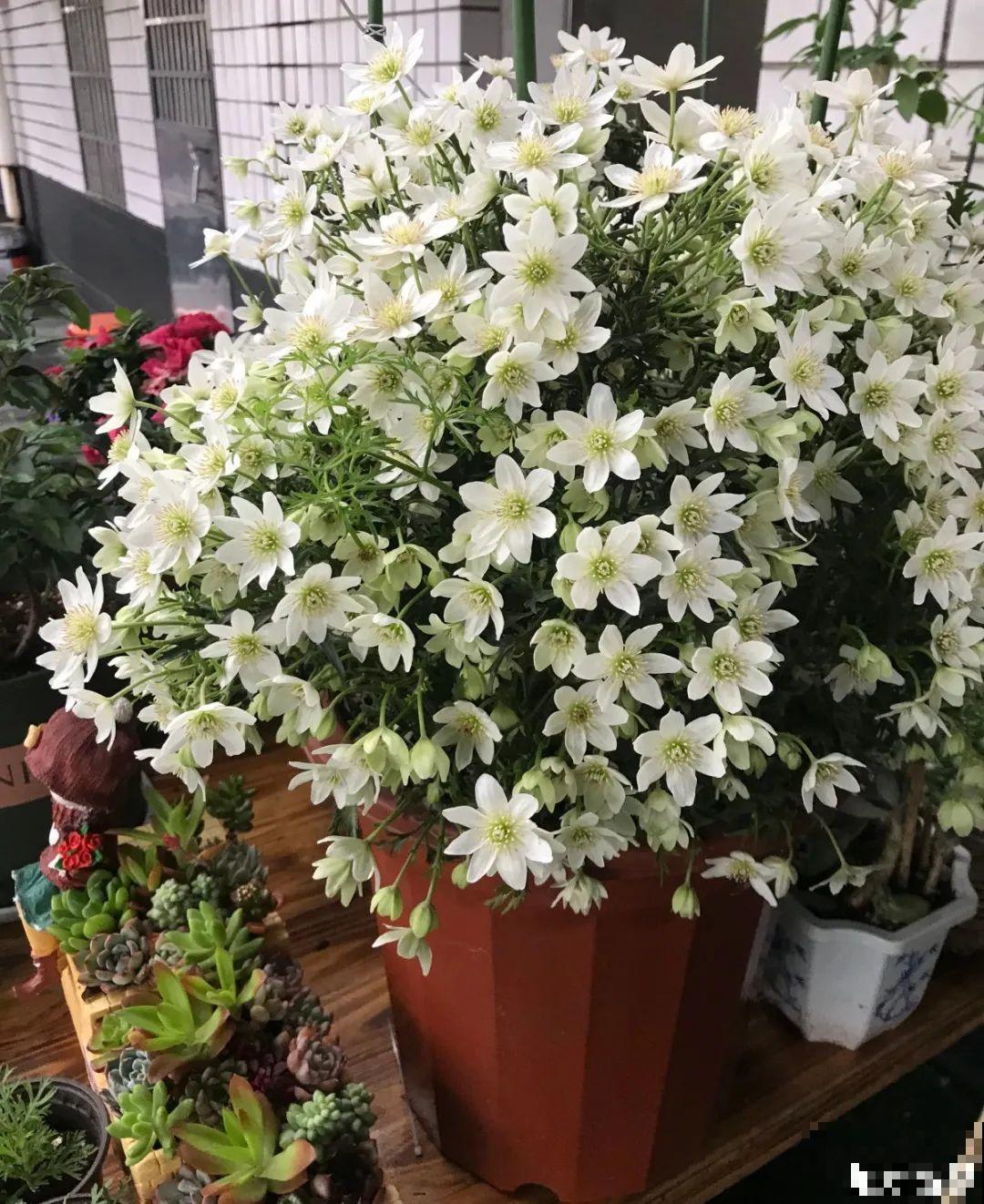 有院子的话，要种一整面花墙，呼呼开爆