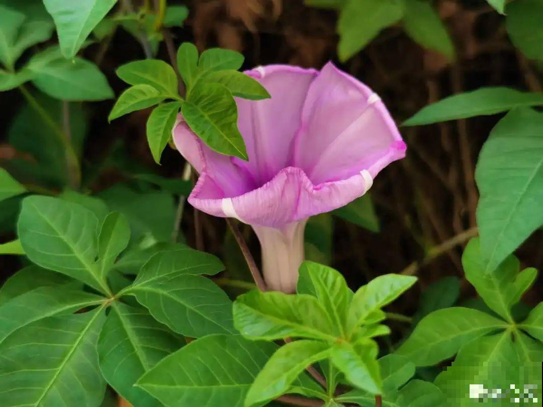 5月出门,收下这份百花图谱,啥花都能叫上名! 5月出门,收下这份百花图谱,啥花都能叫上名!