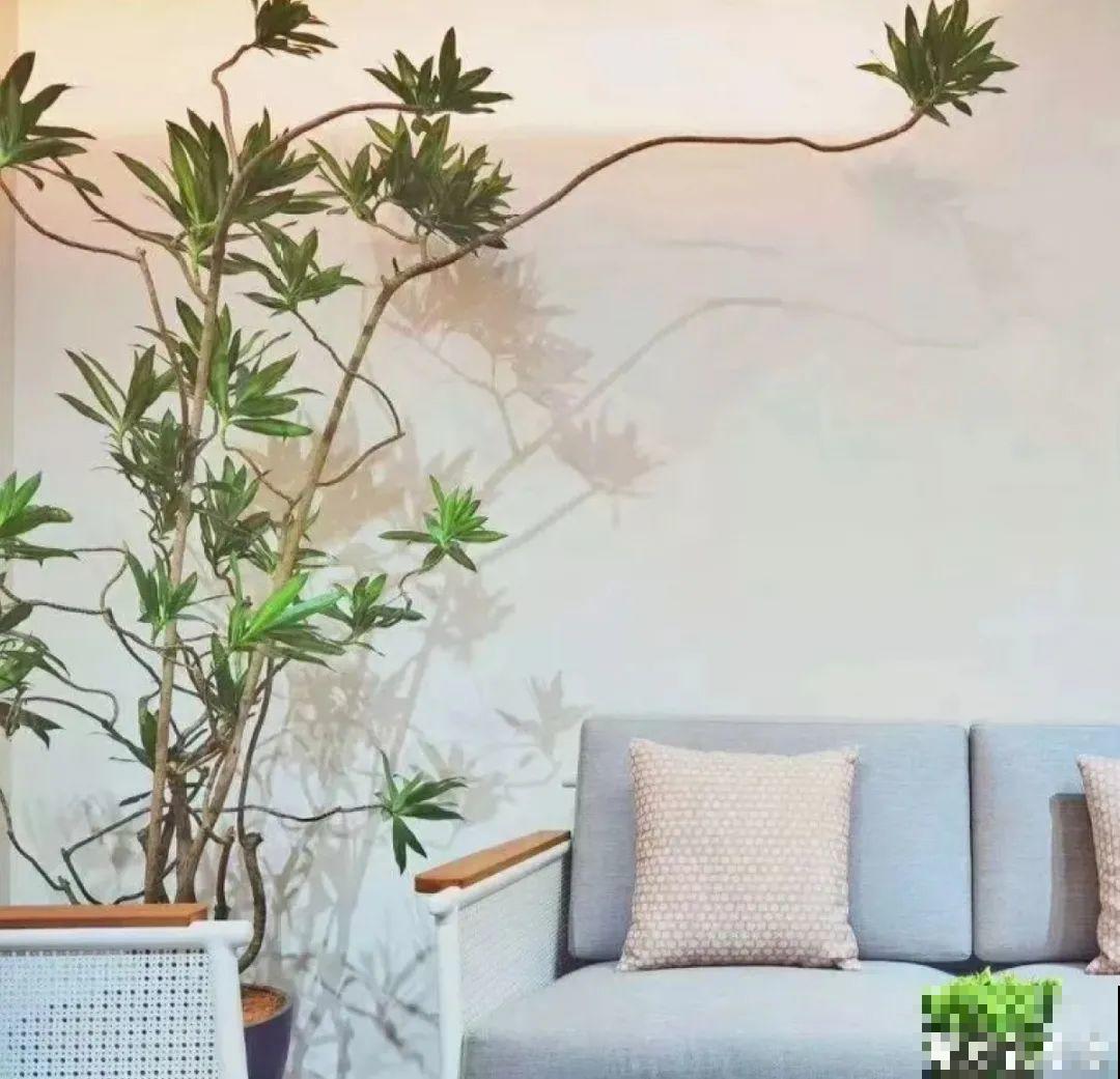 室内小窗台,养点小众盆栽,气质瞬间不一样 室内小窗台,养点小众盆栽,气质瞬间不一样