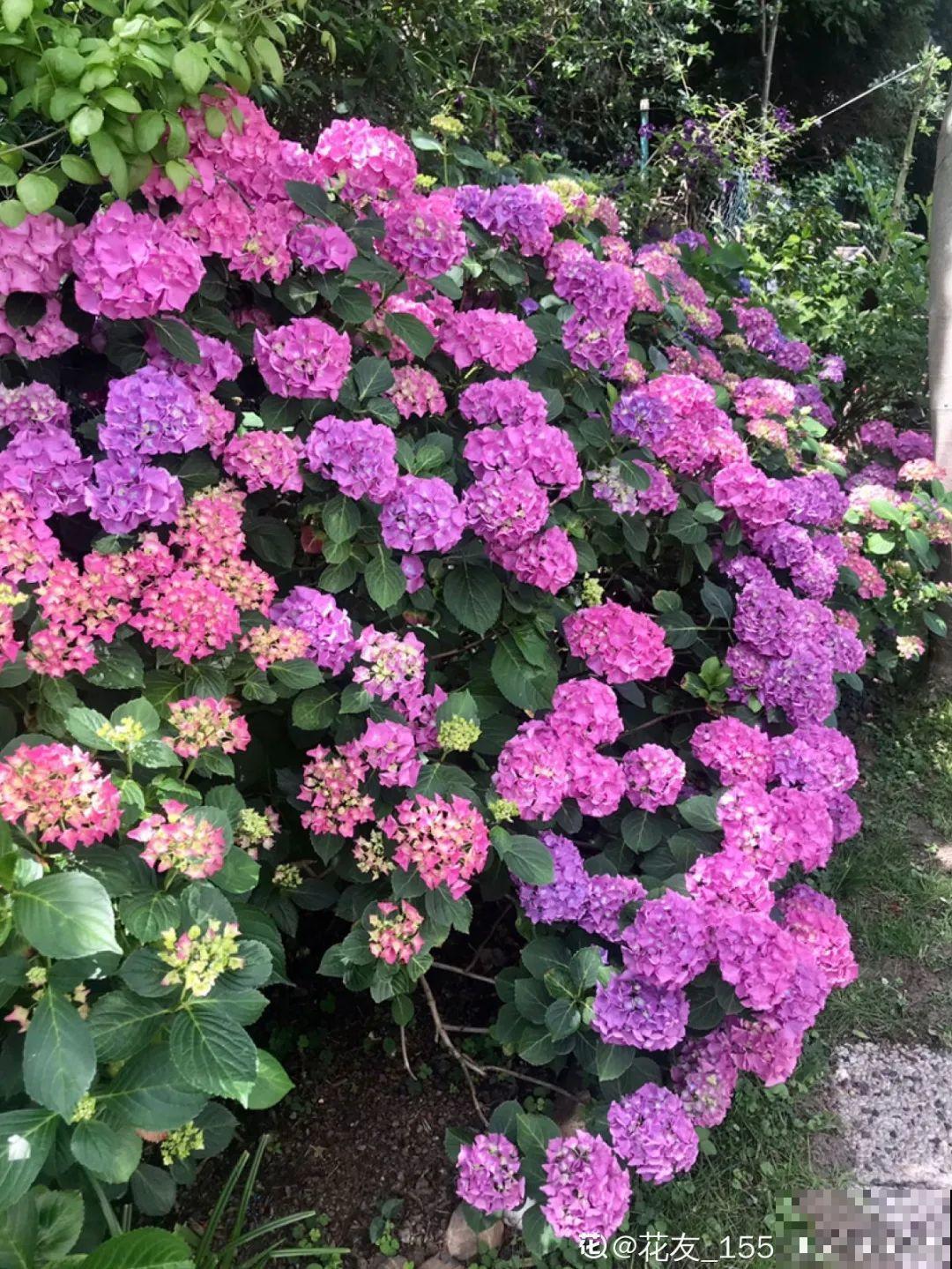 3种花气质独特,种院子里特高级,一开花气质十足 3种花气质独特,种院子里特高级,一开花气质十足