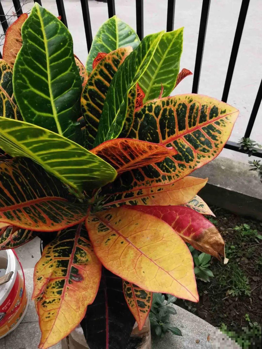 医院大门口,一男子竟被一片叶子砸晕,这叶子可真够大的 医院大门口,一男子竟被一片叶子砸晕,这叶子可真够大的