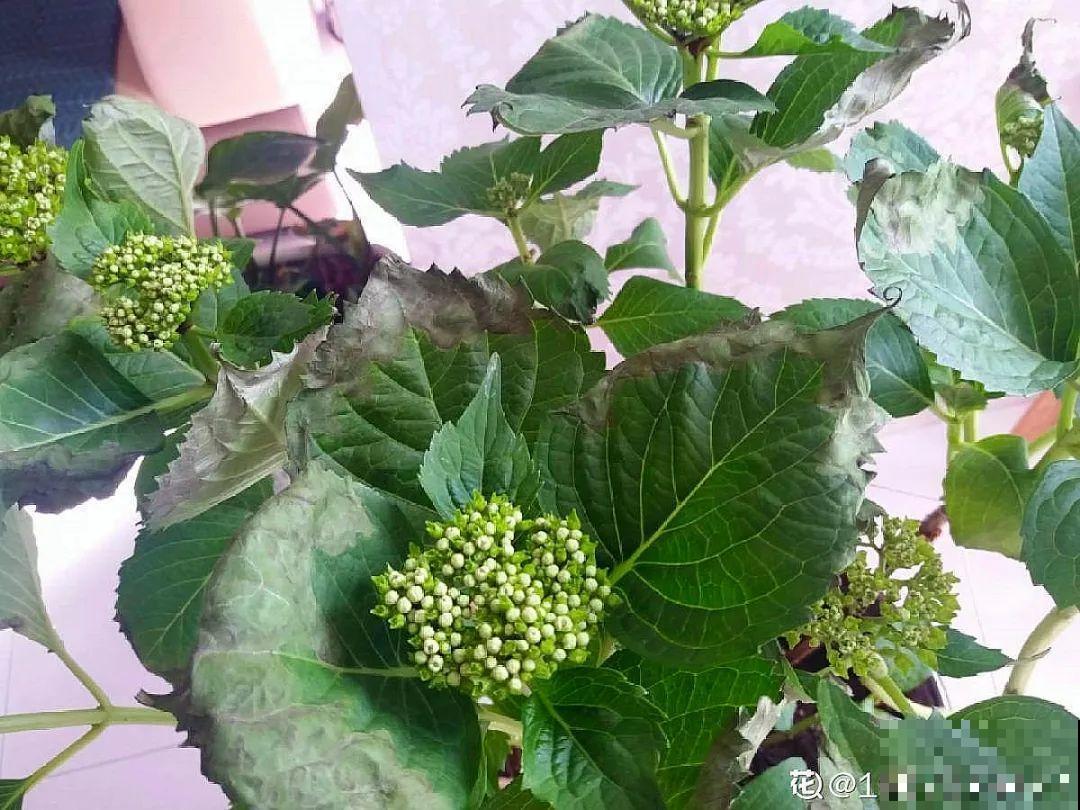 春天养花，就怕乱浇水，浇错水植物死的越快