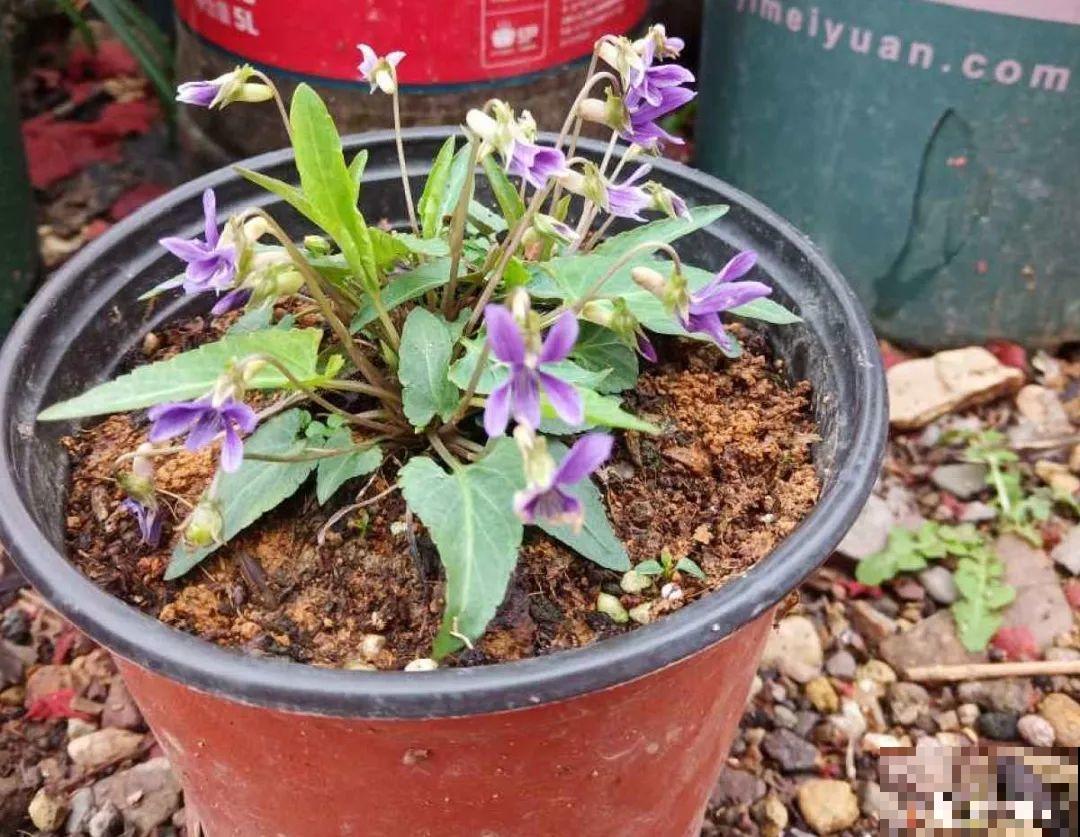 超好看的小野花，春天野外一大片，挖几棵回家还能泡茶