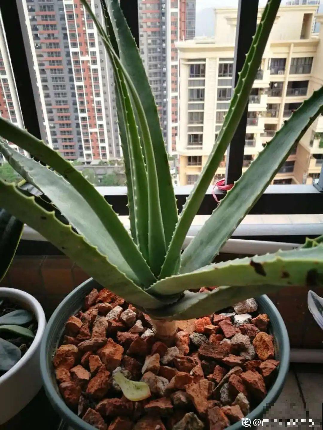 家里养盆镇宅花，越长越霸气，安全感十足