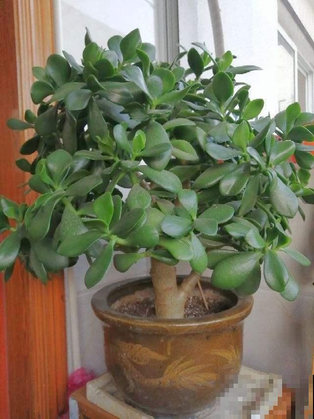 玉树这样养，棵棵叶肥枝壮，长成真正的玉树临风！